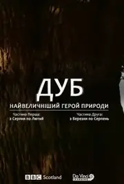 Дуб. Найвеличніший герой природи