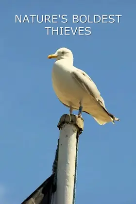 Найсміливіші злодюжки (2015) - дивитись онлайн