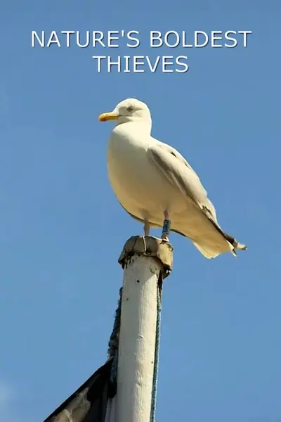 Найсміливіші злодюжки (2015) - постер фільму